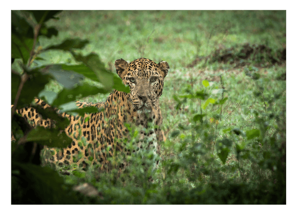 Leopard im Regenwald