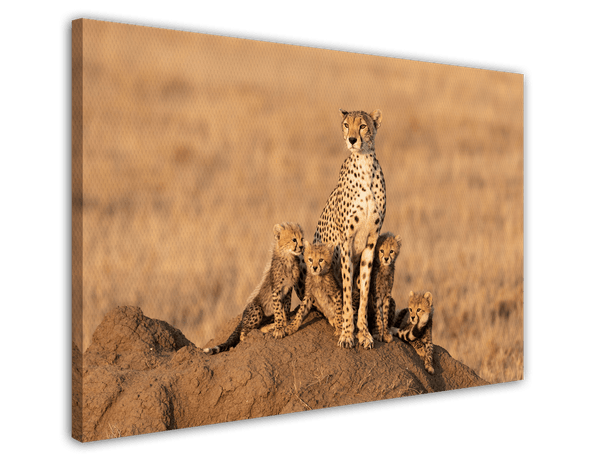 Geparden-Familie