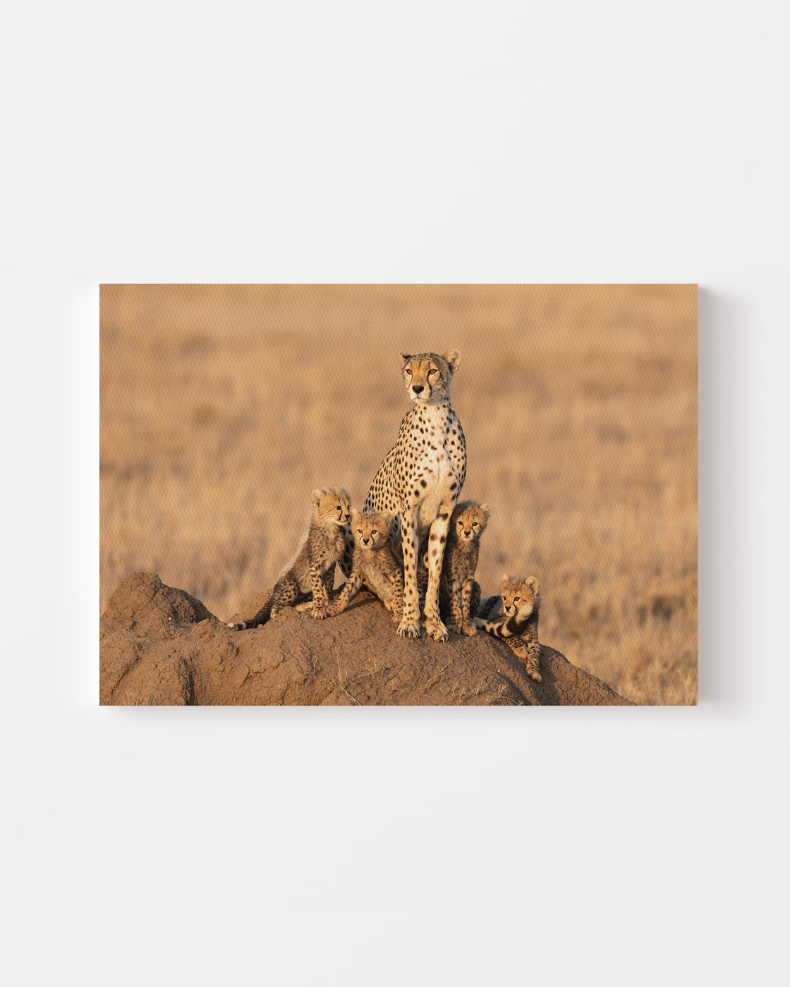 stretched-canvas