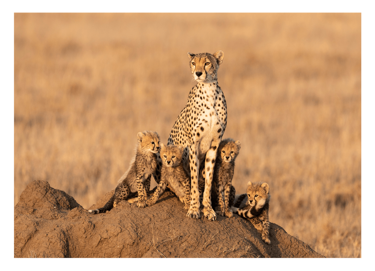 Geparden-Familie