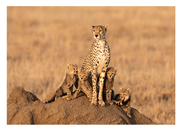 Geparden-Familie