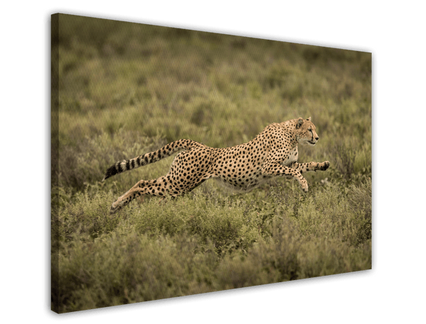 Rennender Gepard