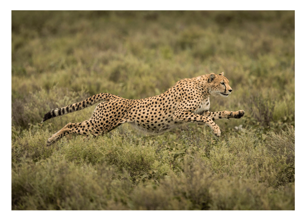 Rennender Gepard