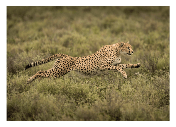 Rennender Gepard