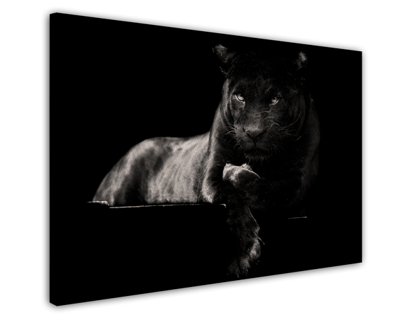 Schwarzer Panther auf schwarzem Hintergrund