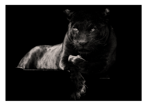 Schwarzer Panther auf schwarzem Hintergrund