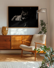 After Hover: Schwarzer Panther auf schwarzem Hintergrund