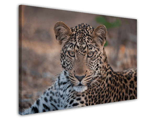 Leopard - Nahaufnahme