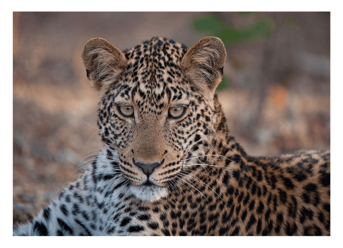 Leopard - Nahaufnahme