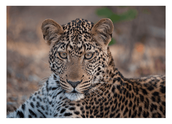 Leopard - Nahaufnahme