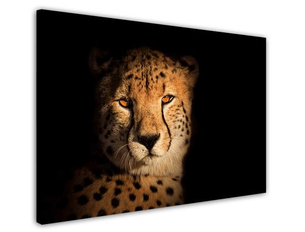 Gepard - Portrait