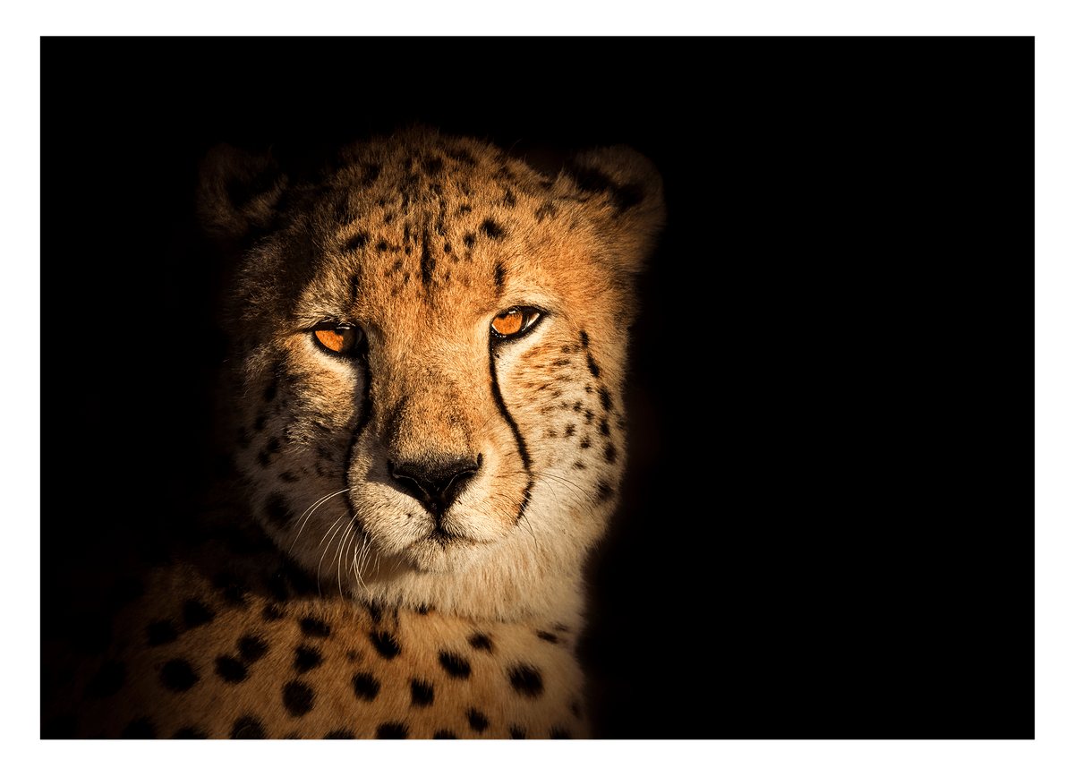 Gepard - Portrait