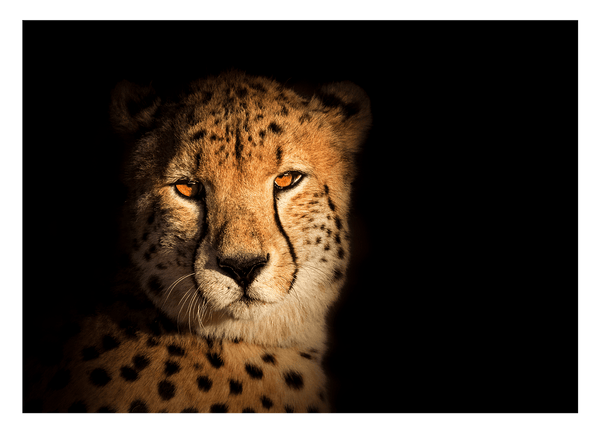 Gepard - Portrait