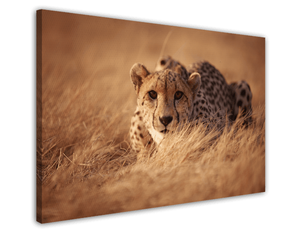 Anpirschender Gepard