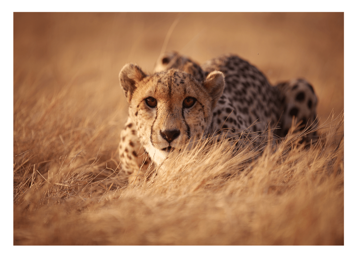 Anpirschender Gepard