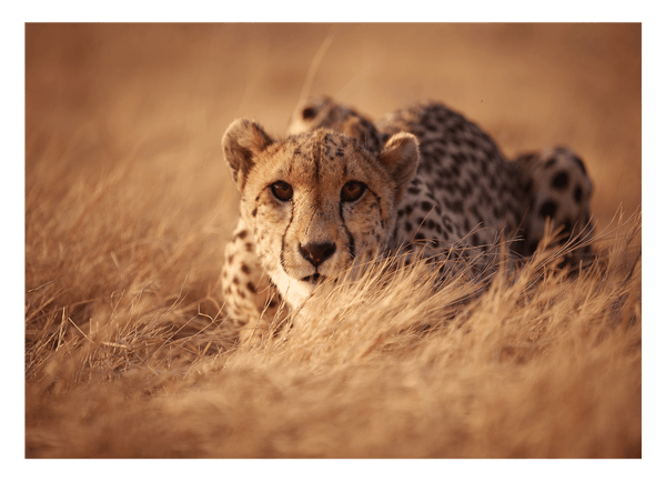 Anpirschender Gepard