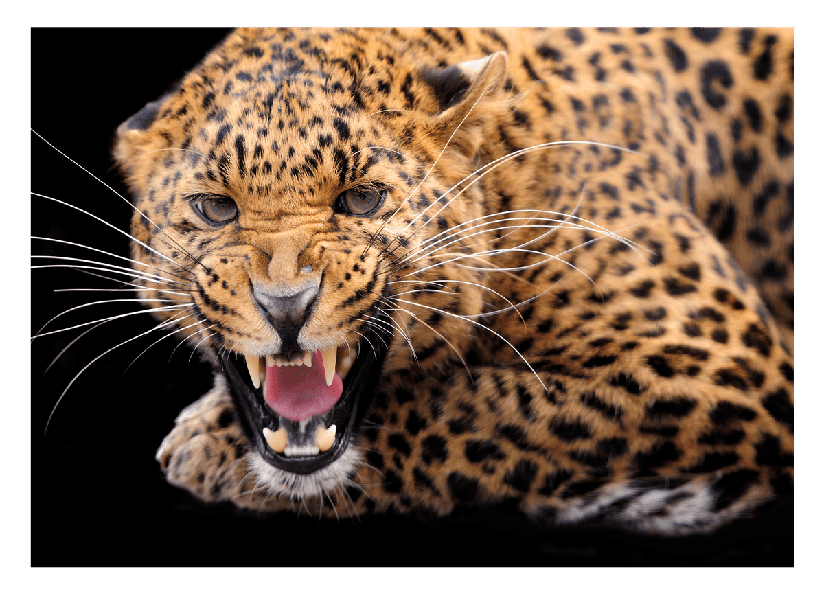 Fauchender Leopard