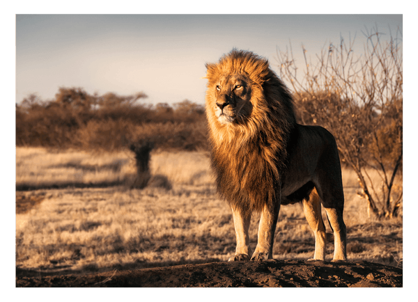 Löwe in afrikanischer Steppe