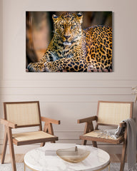 After Hover: Liegender Leopard