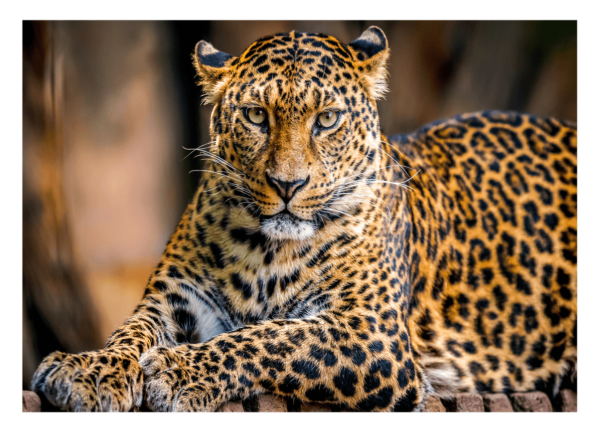 Liegender Leopard