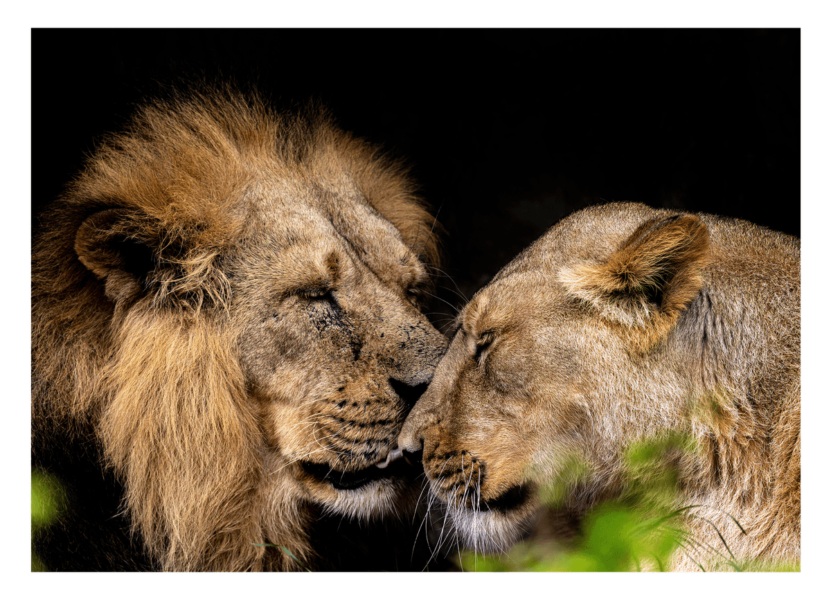 Löwen Paar - Afrika Wildtier Fotografie