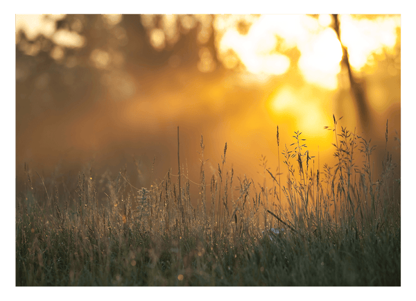 Sonnenstrahlen auf einer Wiese