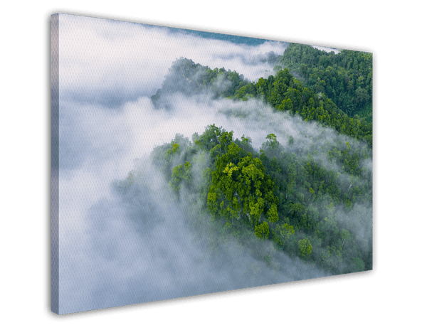 Wälder im Nebel