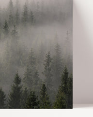 After Hover: Wald im Nebel