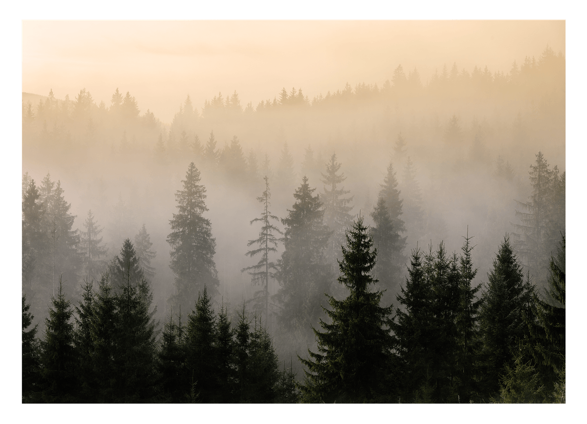 Bäume im Nebel