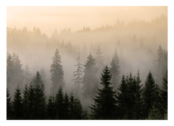 Bäume im Nebel