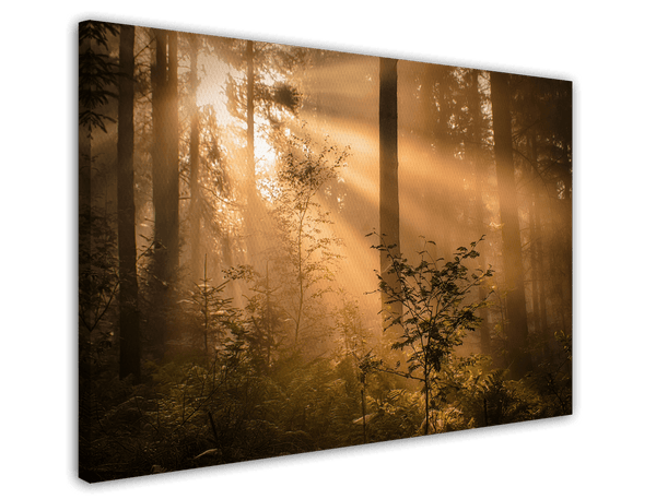 Morgendämmerung im Wald