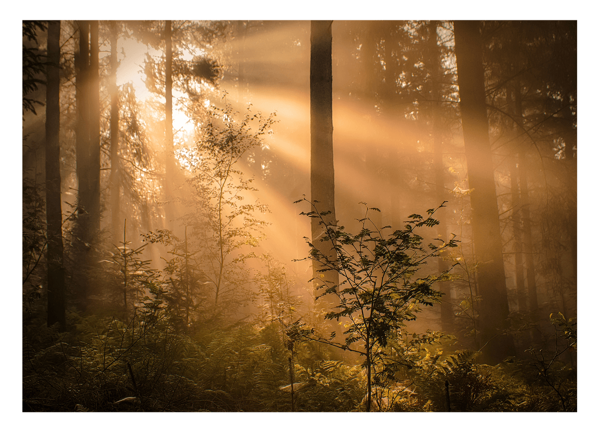 Morgendämmerung im Wald
