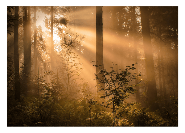 Morgendämmerung im Wald