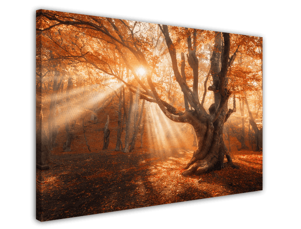 Sonnenstrahlen im Wald