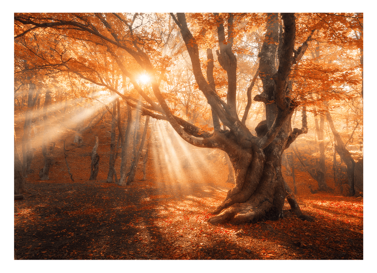 Sonnenstrahlen im Wald