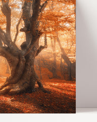 After Hover: Sonnenstrahlen im Wald
