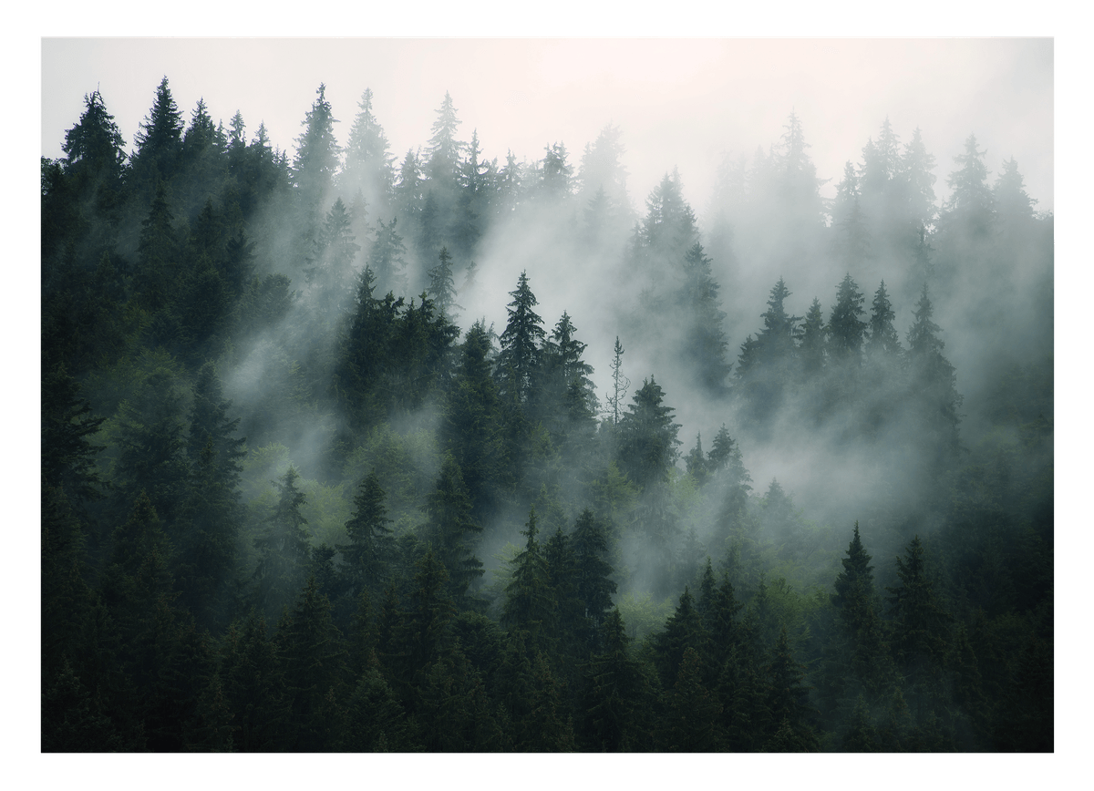 Bäume im Nebel