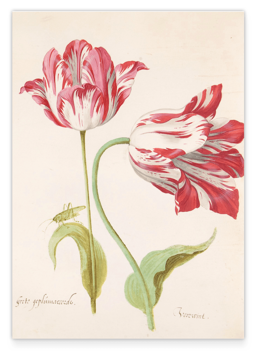 Jacob Marrel - Rot-Weiße Tulpen