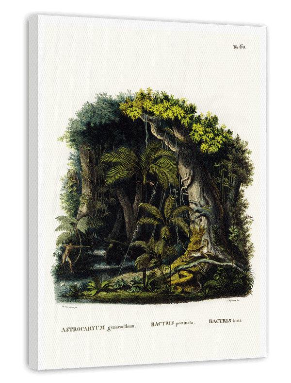Dschungel Illustration