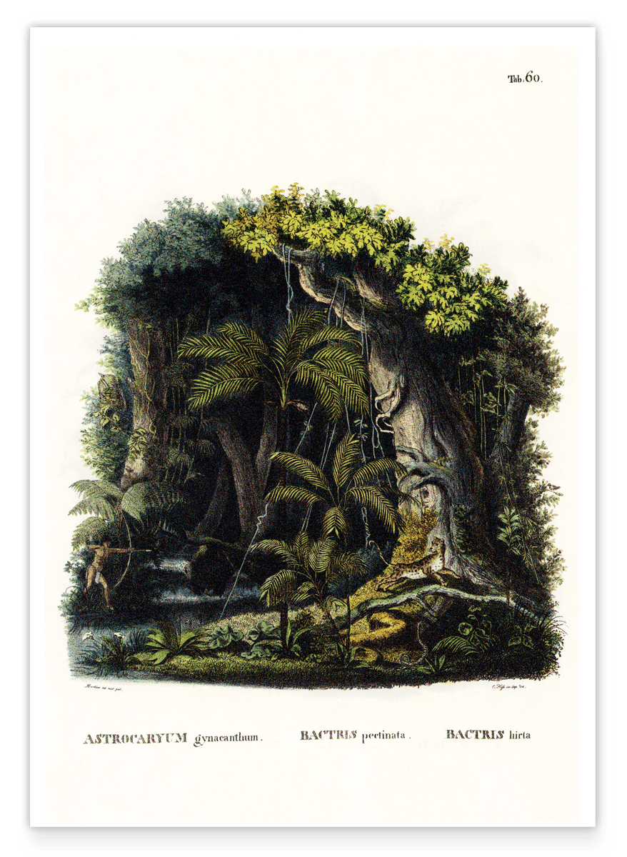 Dschungel Illustration
