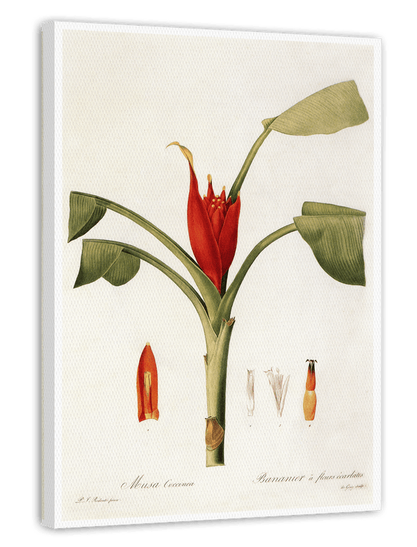Musa Coccinea - Rote Zwergbanane