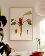 After Hover: Musa Coccinea - Rote Zwergbanane