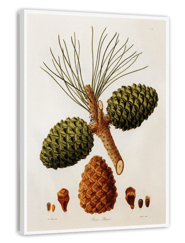 Pinus Pinea - Pinie