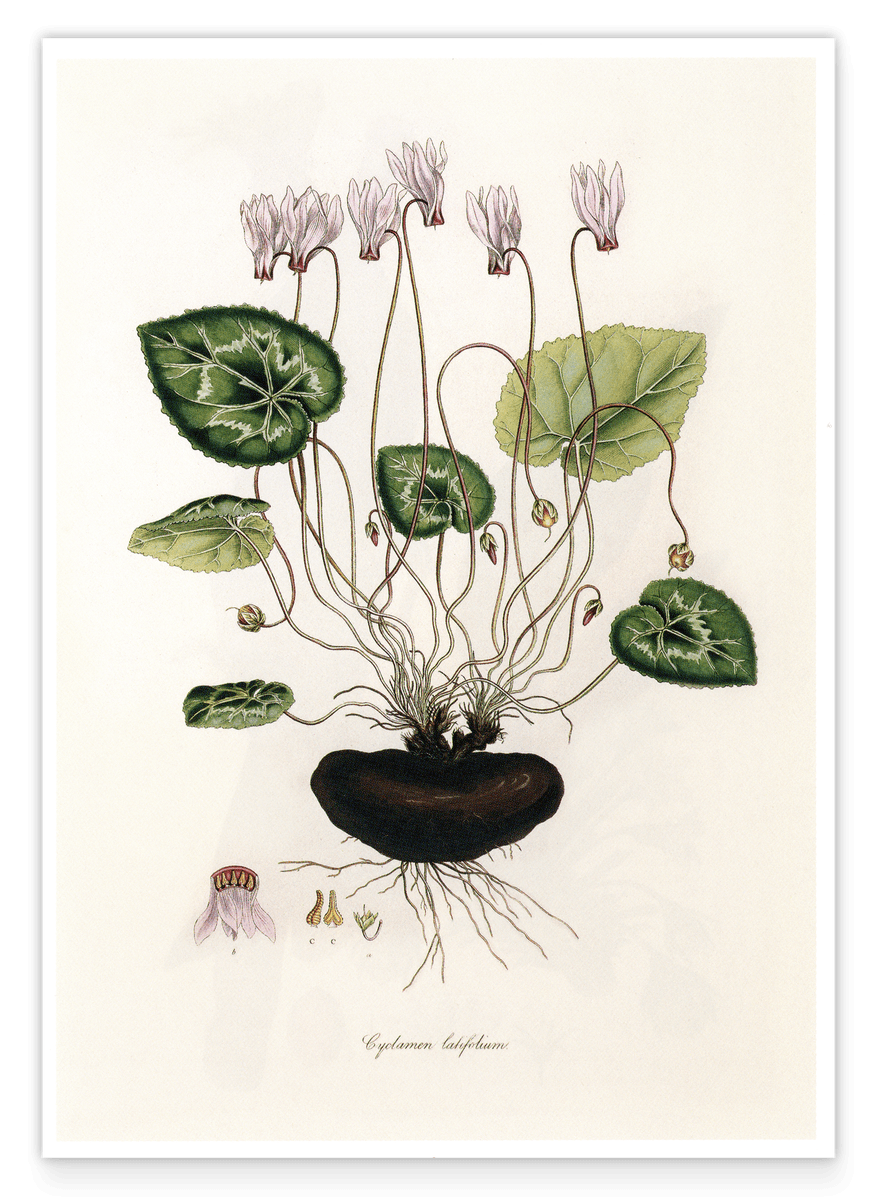 Cyclamen Latifolium - Alpenveilchen