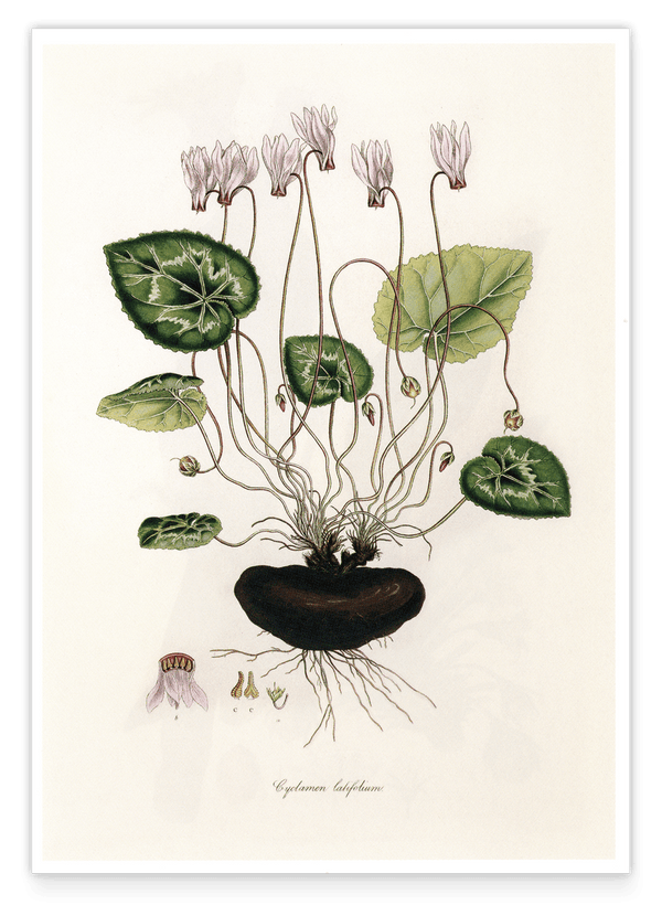Cyclamen Latifolium - Alpenveilchen