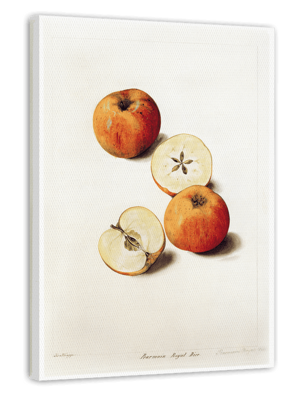Pearmain Royal - Parmäne Apfel
