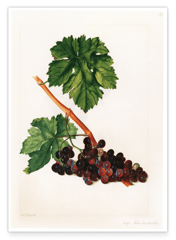 Rote Weintrauben