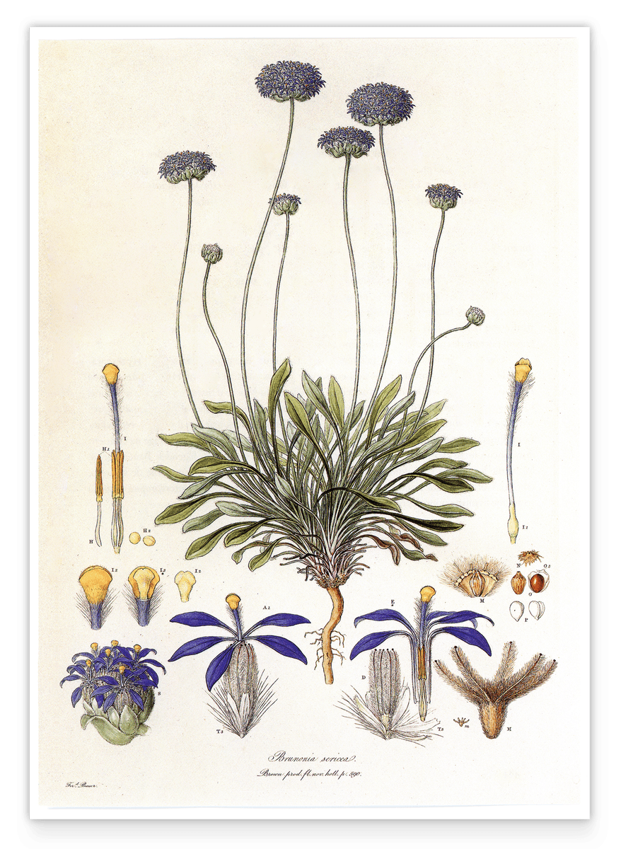 Brunonia Sericea - Lila Blüten