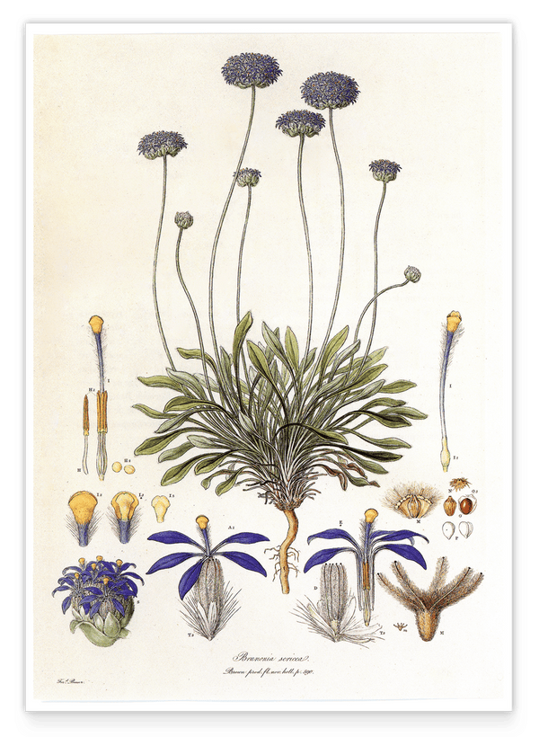 Brunonia Sericea - Lila Blüten
