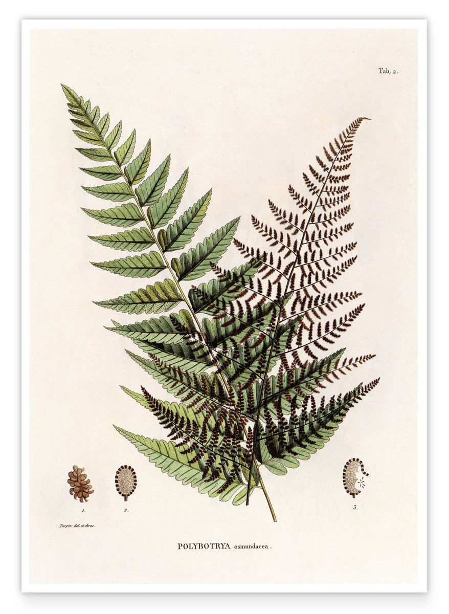 Polybotrya Osmundaceae - Zierpfeffer